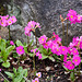 20120414 8603RAw [D~E] Himmalaya Primel (Primula rosea) [Rosenschlüsselblume] [Rosenprimel] [Sumpfprimel], Gruga-Park, Essen