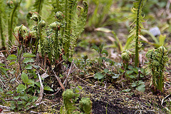 20120414 8601RAw [D~E] Farn, Gruga-Park, Essen