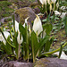 20120414 8600RAw [D~E] Schlangenwurz, Gruga-Park, Essen