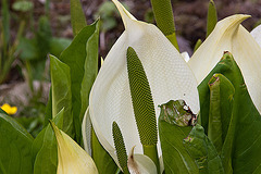 20120414 8598RAw [D~E] Schlangenwurz, Gruga-Park, Essen