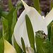 20120414 8598RAw [D~E] Schlangenwurz, Gruga-Park, Essen