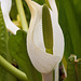 20120414 8595RAw [D~E] Schlangenwurz (Calla palustris), Gruga-Park, Essen