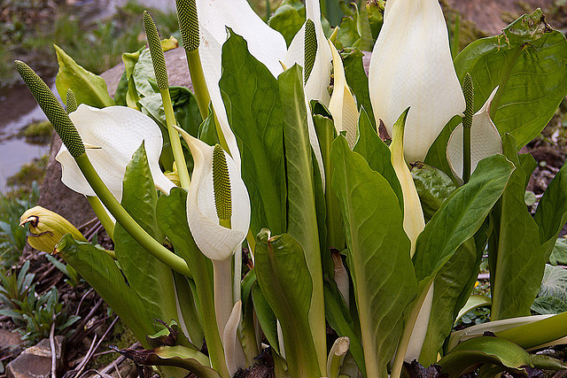 20120414 8594RAw [D~E] Schlangenwurz (Calla palustris), Gruga-Park, Essen