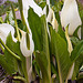 20120414 8594RAw [D~E] Schlangenwurz (Calla palustris), Gruga-Park, Essen