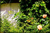 VOLETS FLEURIS***
