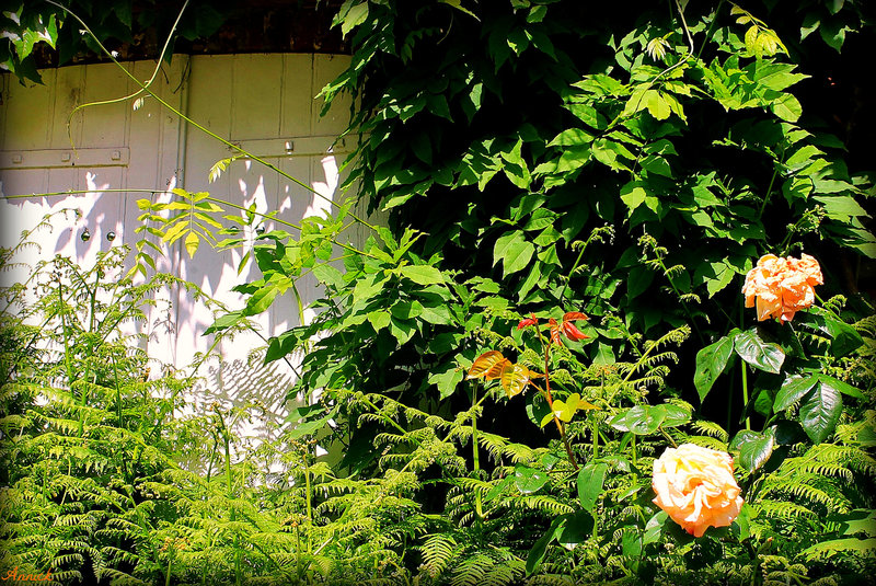 VOLETS FLEURIS***