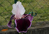 Iris Sweeter Than Wine (4)
