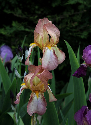 Iris ancien