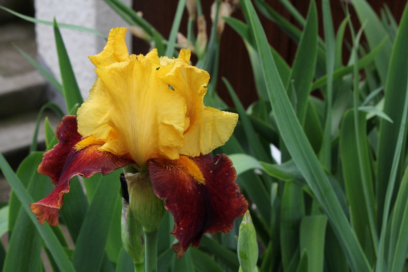 Iris Fiesta Time