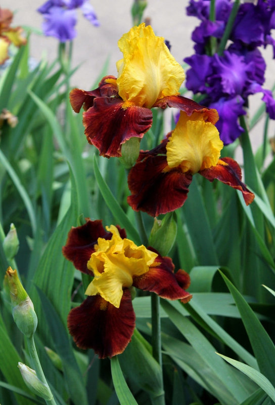 Iris Fiesta Time (2)