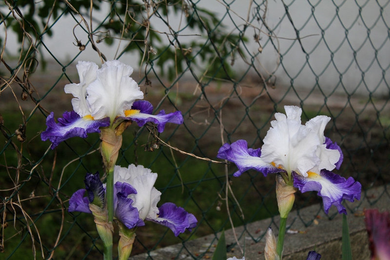 Iris Futuriste (2)