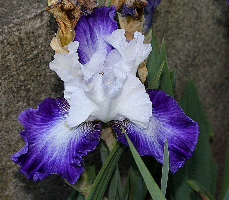 Iris Futuriste (3)