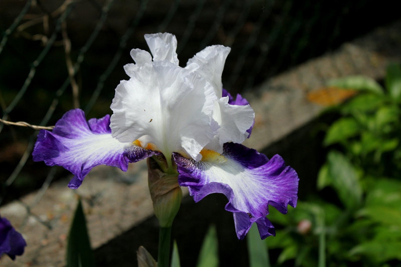 Iris Futuriste (4)