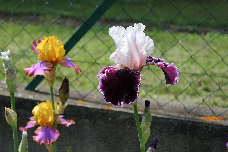 Iris Sweeter Than Wine