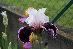 Iris Sweeter Than Wine (3)