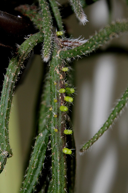 Rhipsalis baccifera 'horrida'