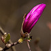 20120414 8590RAw [D~E] Magnolie, Gruga-Park, Essen