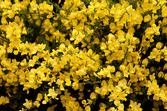 gelb - jaune- yellow