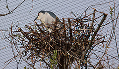 20120414 8588RAw [D~E] Nachtreiher, Gruga-Park, Essen