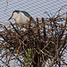 20120414 8588RAw [D~E] Nachtreiher, Gruga-Park, Essen