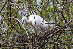 20120414 8587RAw [D~E] Seidenreiher, Gruga-Park, Essen