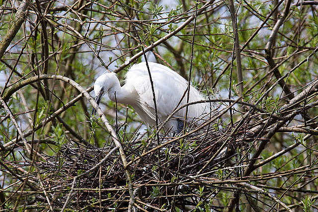 20120414 8587RAw [D~E] Seidenreiher, Gruga-Park, Essen