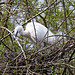 20120414 8587RAw [D~E] Seidenreiher, Gruga-Park, Essen