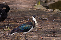 20120414 8586RAw [D~E] Schwarzzügelibis, Trauerschwan, Gruga-Park, Essen