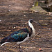 20120414 8586RAw [D~E] Schwarzzügelibis, Trauerschwan, Gruga-Park, Essen