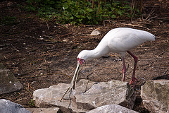 20120414 8584RAw [D~E] Löffler, Gruga-Park, Essen