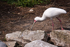 20120414 8583RAw [D~E] Löffler, Gruga-Park, Essen