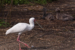 20120414 8582RAw [D~E] Löffler, Jung-Trauerschwäne, Gruga-Park, Essen