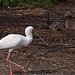 20120414 8582RAw [D~E] Löffler, Jung-Trauerschwäne, Gruga-Park, Essen