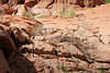 Rainbow Bridge National Monument (4875)