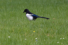 20120414 8580RAw [D~E] Elster, Gruga-Park, Essen