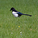 20120414 8580RAw [D~E] Elster, Gruga-Park, Essen