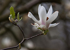 20120414 8579RAw [D~E] Magnolie, Gruga-Park, Essen