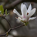 20120414 8579RAw [D~E] Magnolie, Gruga-Park, Essen