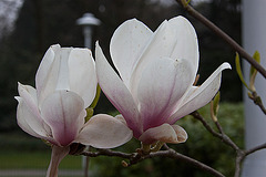 20120414 8578RAw [D~E] Magnolie, Gruga-Park, Essen