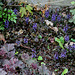 Ajuga reptans purpuracea