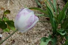 Tulipe "rose" déviante