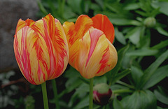 Tulipes flammées ' Dordogne' déviantes