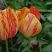 Tulipes flammées ' Dordogne' déviantes