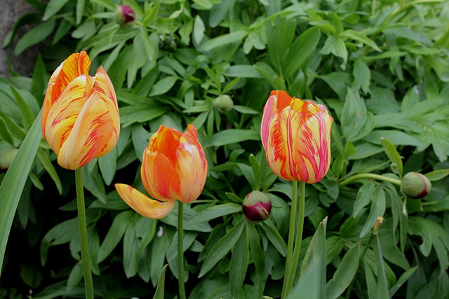 Tulipes