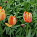 Tulipes