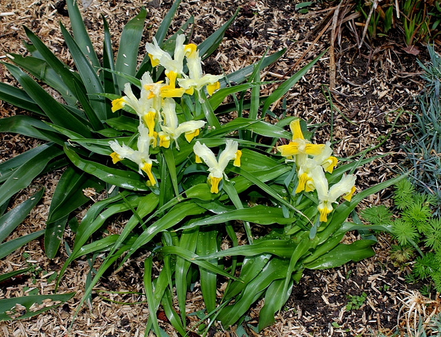 Iris bucharica (2)