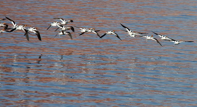 Lake Powell - Waterbirds (4668)