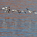 Lake Powell - Waterbirds (4668)