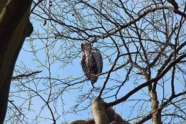 20120408 8470RAw [D~OB] Graureiher, Oberhausen