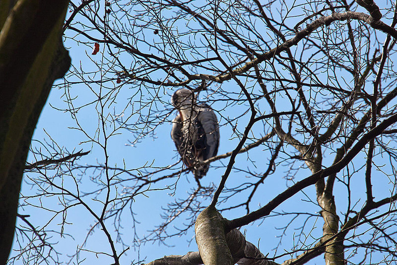 20120408 8470RAw [D~OB] Graureiher, Oberhausen